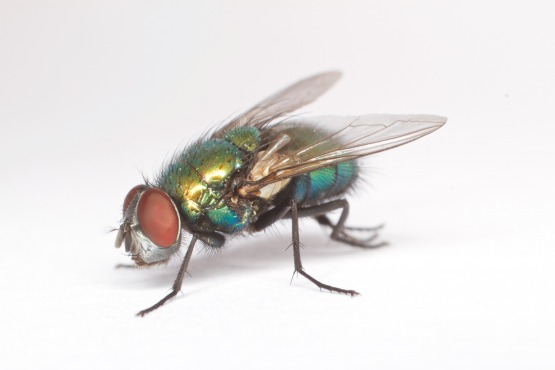 gallery/fly